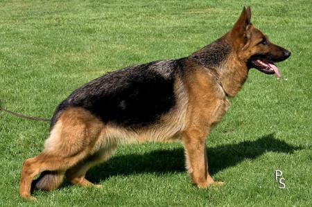 Guly vom Lüttersbruch