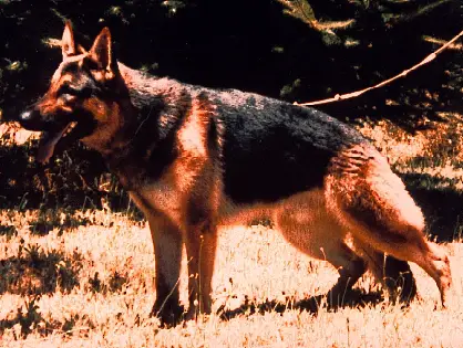 Aragorn von der Pfalz