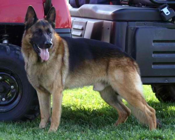 Ruff N' Stuff's Nickelodeon