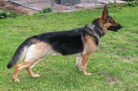 Country Hank Williams