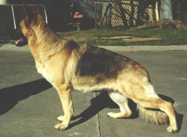 NZ.CH. EX.5 Chesterhope Auberwee