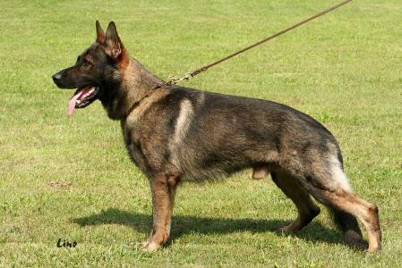 V Quintos aus der Königshöhle