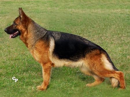 SG Isotta della Torre dei Vescovi