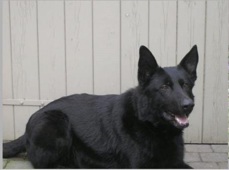 Dargo van de Hogemeentocht