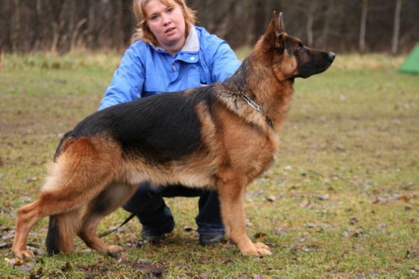 V Estrellest Marco Polo