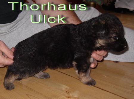 THORHAUS ULCK