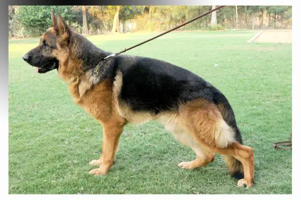 SG Quest Vom Frankengold