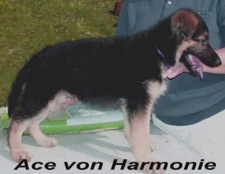 Ace von Harmonie