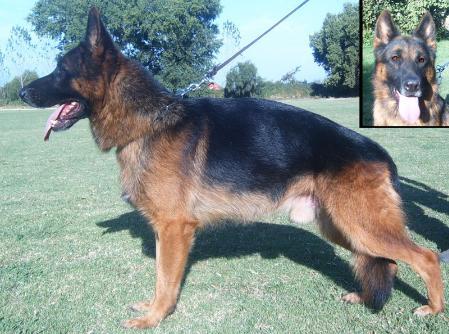 Wallace de Tabancura