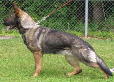 SG Gala vom Steinigen Morgen