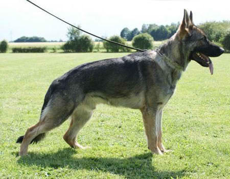 Enzo vom Bonauer Wald