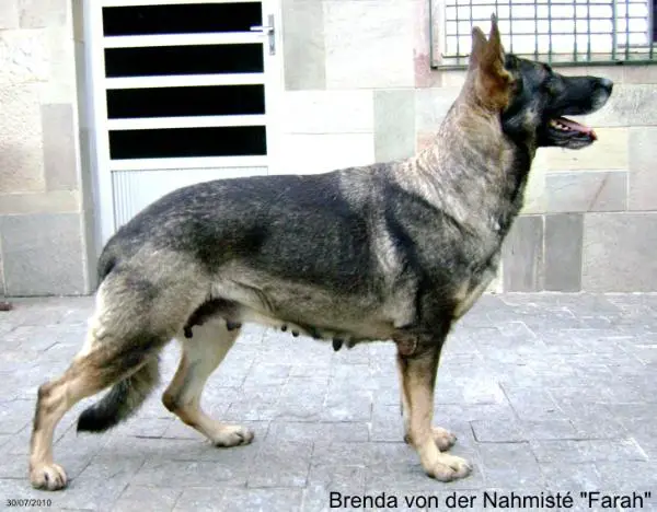 Brenda von der Nahmisté
