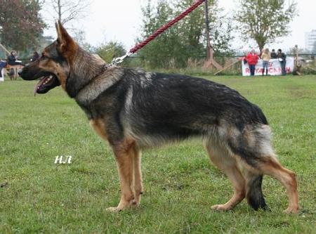 SG Cira vom Fusse des Brockens