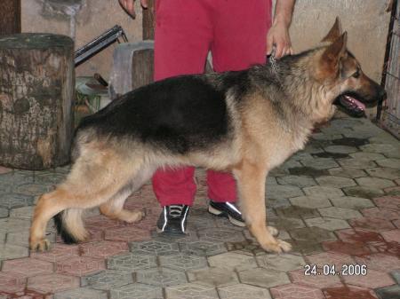 CAC (RO) Silvestris Xana