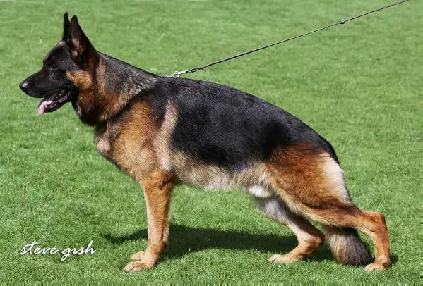 V Zony von Haus Gerstenberg