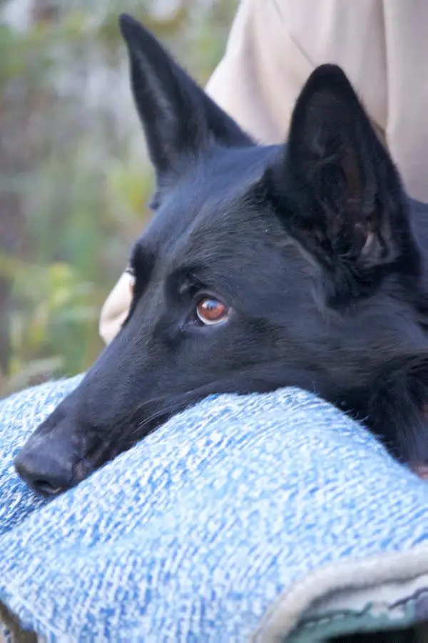 Irko vom Geistwasser