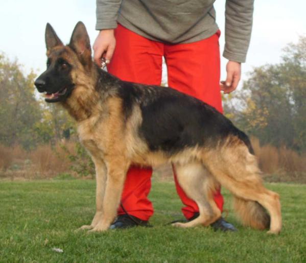 SG-3 Daphne Von Bellissimo