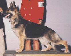 CH Sharobi's Reel Quik Legend