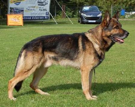 G Kimi vom Ortenberg