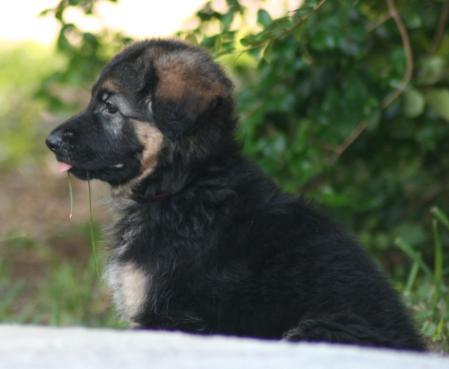 Axl von Haus Schutzengel