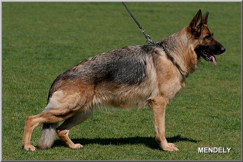 BSZS 2008 SG 45 Klea vom Messina