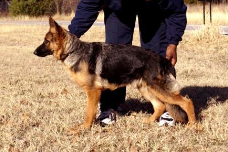 Ezra von der burg Rubin