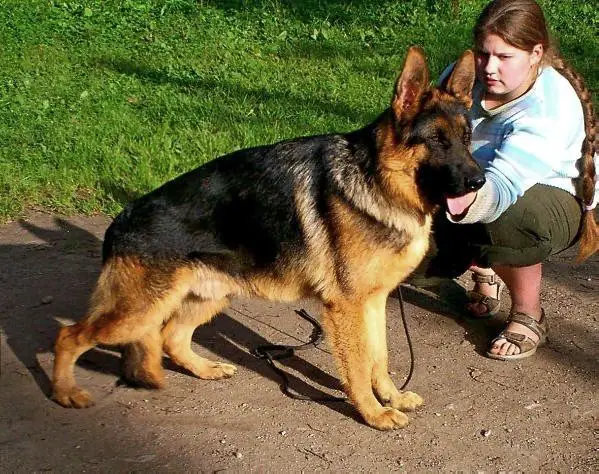 Shtirlitcs Danisimus