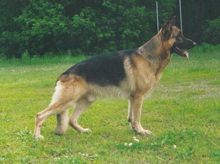 V1, CH RUS Sir Oskar