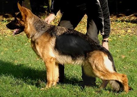 V Betty vom Kuckucksland