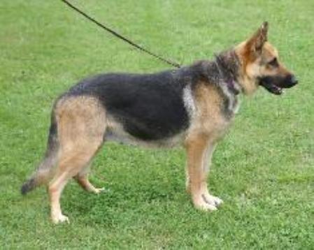 Cher Car's Bull Schick