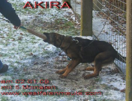 Akira aus der Westfalenmeute