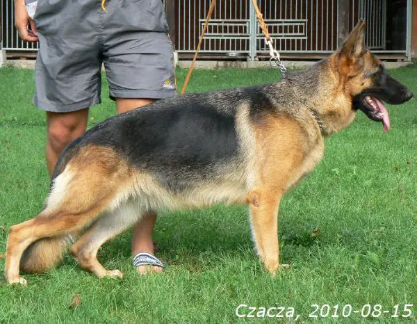 CZACZA z Kojca Holan