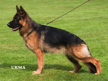 SG Moritz vom Fichtenschlag