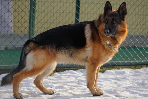 vegas von tuni