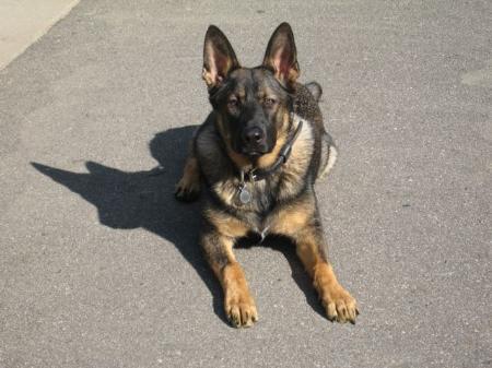 Rommel vom Kozies