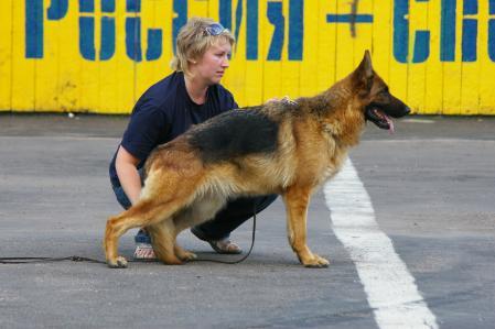 Russtannenwald Galathea