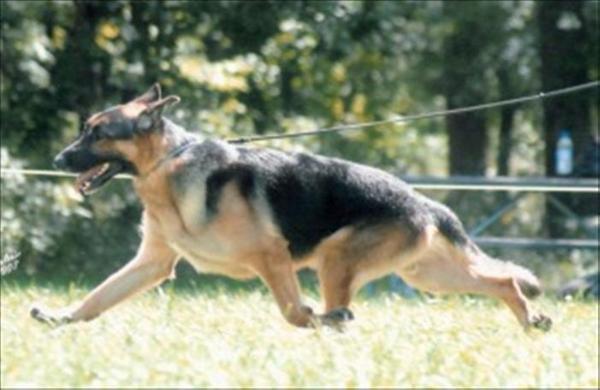 CH. Shep-Haven's Out Of The Park