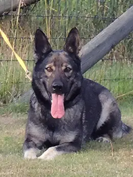 Ingka von Schraderhaus