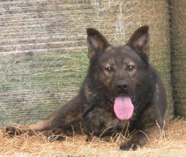 Echo Trpaslik Policia