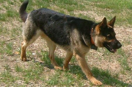 Short Action Ultra Magnum