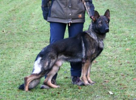 Akki vom Haus Ehrenreich