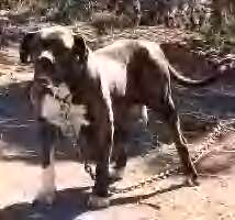 Flashy Broad of Sure-Grip