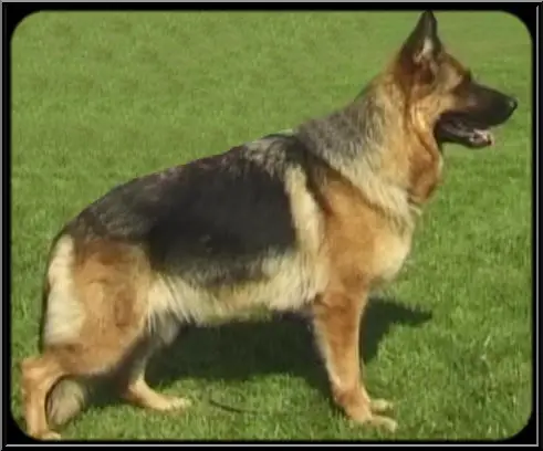 Zelly della bella Galiana