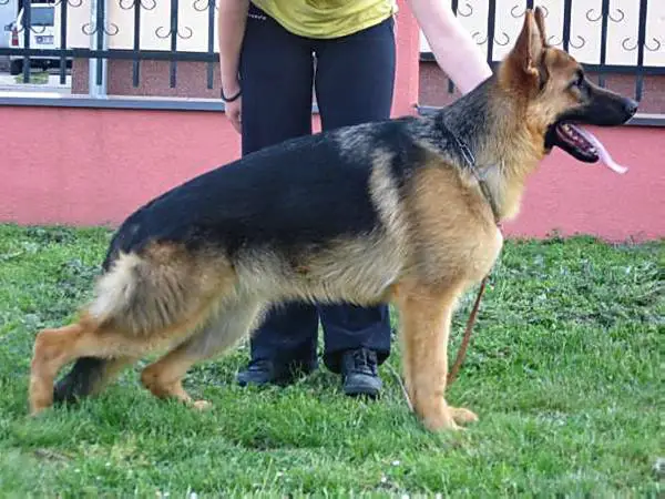 V Maja v. Walepharm Land (2008)