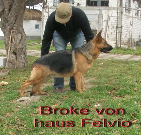 BROKE VON HAUS FELVIO