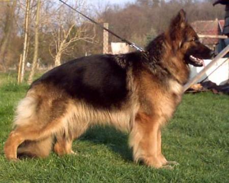 Rita vom Zellwaldrand