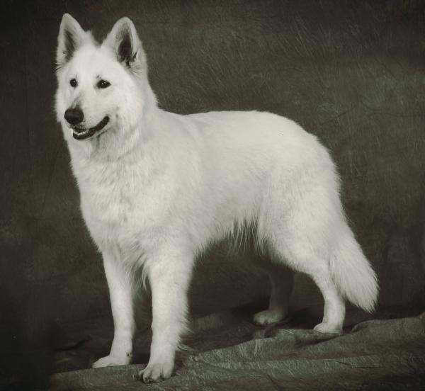 NJK/RES.BIS HVHJ07 Caltha Neta of the Heart of Lothian