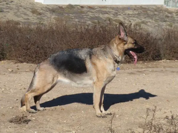 Flame Vom Rheinlander