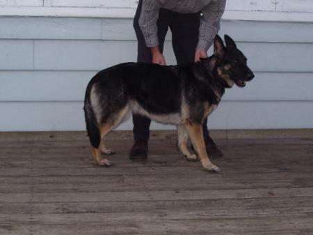 Sparr's Lexi