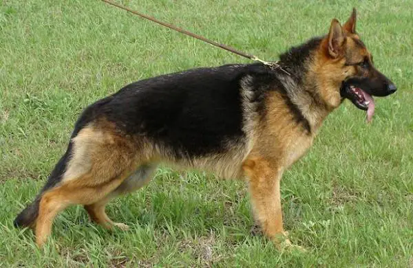 Cashan vom Tuchscherer